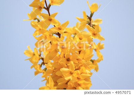 Forsythia that shines in the blue sky 4957071