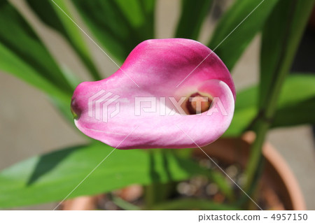 Color flower 1 Color flower 1 4957150