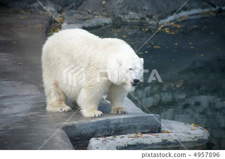 Polar Bear 4957896