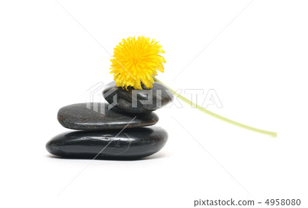 Dandelion On Stones Dandelion On Stones 4958080