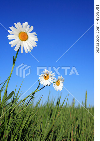 Ox-eye Daisy Flowers 4958081
