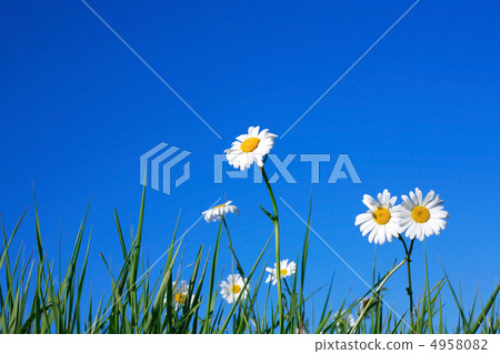 Ox-eye Daisy Flowers 4958082