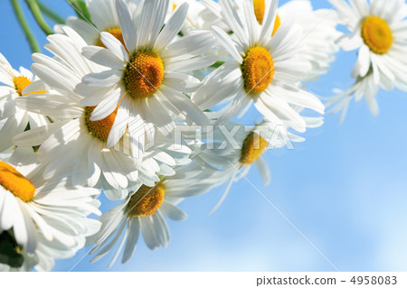 Ox-Eye Daisy Flowers 4958083