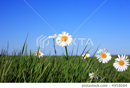 Ox-eye Daisy Flowers 4958084
