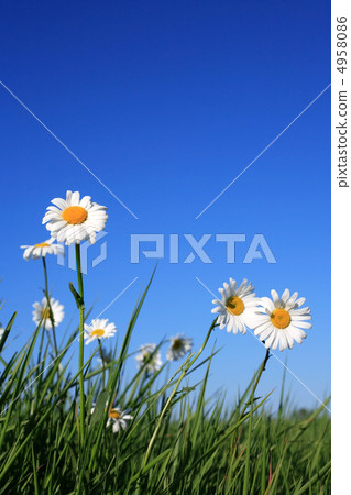 Ox-eye Daisy Flowers 4958086
