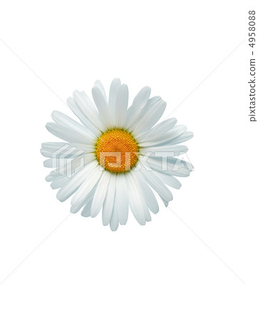 Oxeye Daisy In White 4958088