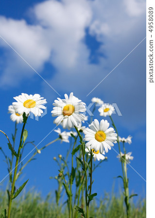 Oxeye Daisy Flowers 4958089