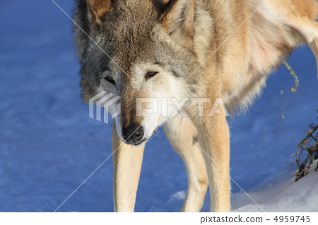 Urinating Wolf Urinating Wolf 4959745