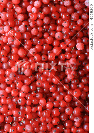 Red Currant Textured Red Currant Textured 4959869