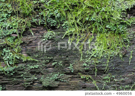 Moss Textured 4960056