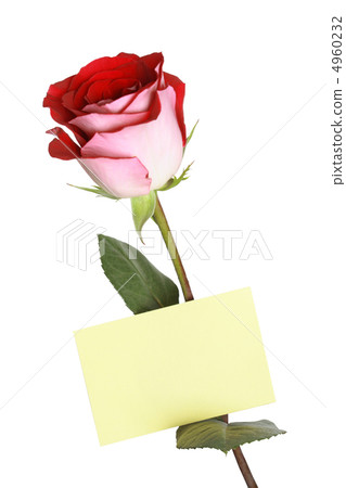 Greetings Rose 4960232