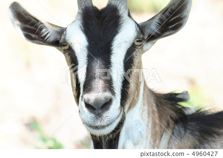 She-goat She-goat 4960427