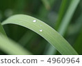 Dew 4960964
