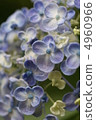  hydrangea 4960966