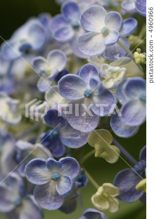 hydrangea hydrangea 4960966