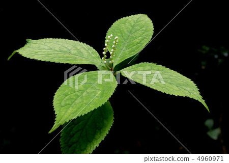 Phthalis sika 4960971