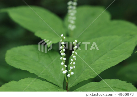 Phthalis sika 4960973