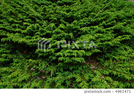 Common · Judea par 4961471