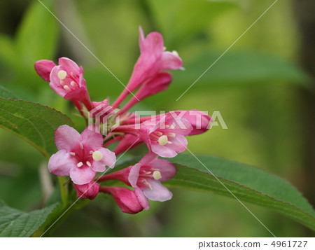 Taniugi's flower 4961727