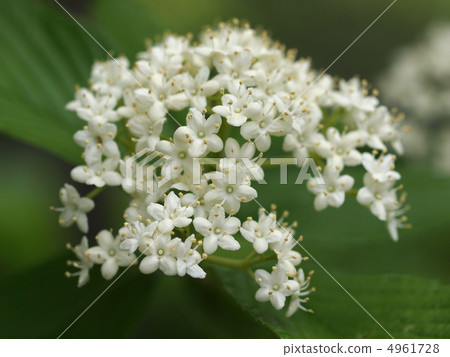 Flower of goose 4961728