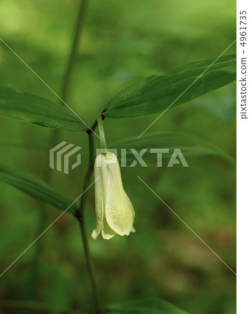 Flower of horseshoe 4961735