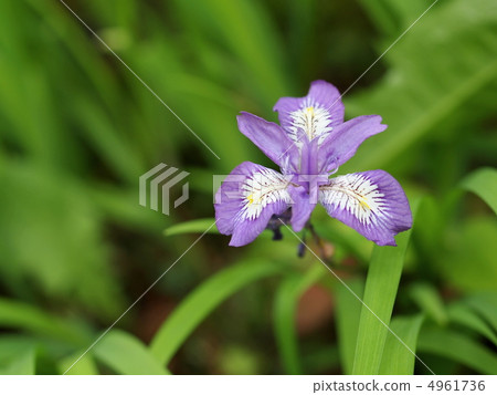Hime shanga flowers 4961736