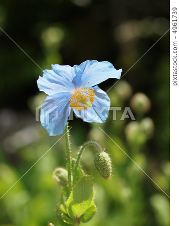 喜馬拉雅山的花朵 4961739