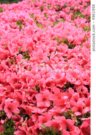 Satsuki filling 4961998