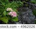 Cuddling hydrangea 4962026