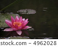 Water lily (water lily) 4962028