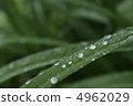Dew 4962029