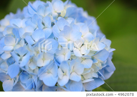 繡球花繡球花濕潤地開花 4962078