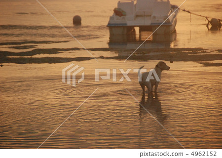 Dogs playing on the beach at dawn (Sanur / Indonesia / Bali) 4962152