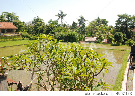 Palm tree and paddy field (Ubud / Indonesia / Bali) 4962158