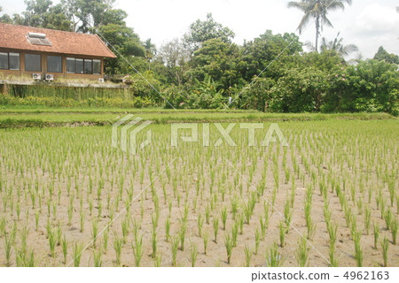 Palm tree and paddy field (Ubud / Indonesia / Bali) 4962163