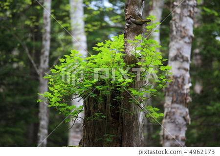 Fresh green on the dead tree (sideways) Fresh green on the dead tree (sideways) 4962173