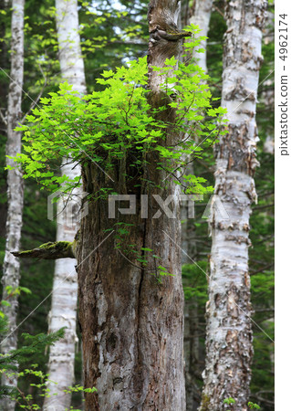 Fresh green on the dead tree (vertical) 4962174