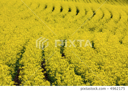 不均勻的油菜田01 4962175