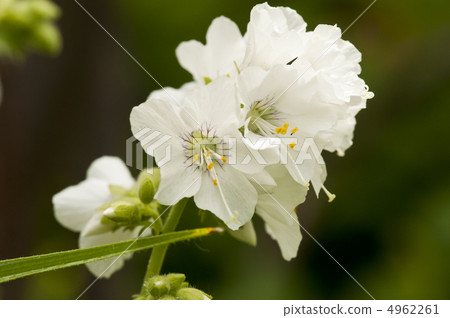 White Polemonium flowers blooming in a summer garden 4962261