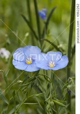 Flax of flowers 4962262