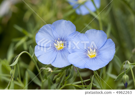 Flax of flowers 4962263