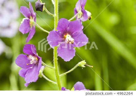 Purple Verbascum in full bloom in the garden in early summer Purple Verbascum in full bloom in the garden in early summer 4962264