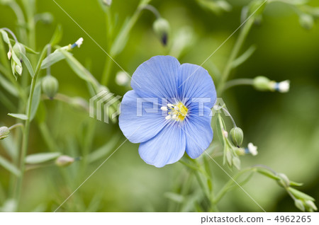 Flax of flowers Flax of flowers 4962265