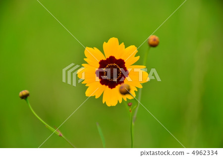Cosmos Cosmos 4962334