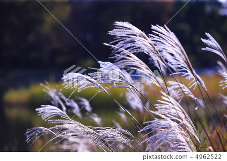 Autumn image Shining Suzukihara 4962522