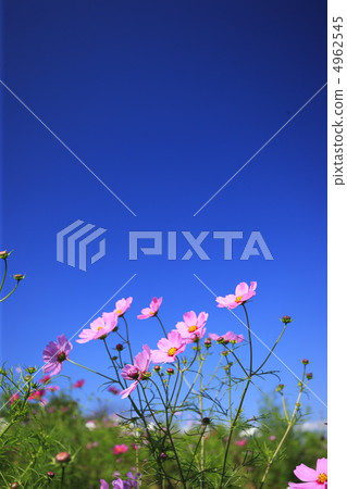 Cosmos and sunny blue sky Cosmos and sunny blue sky 4962545