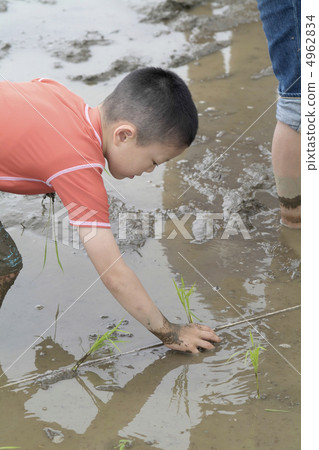 Rice planting Rice planting 4962834