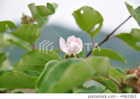 Flowers of quince 4962881