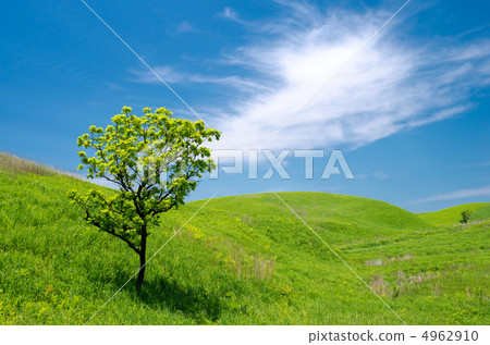 A green hill and one kashiwano tree 4962910