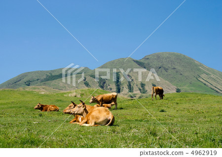 阿蘇和紅牛上升的山 4962919